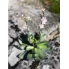 EUROPALMS Stone Rose (EVA) dirbtinis augalas, rožinis, 32cm 82530572