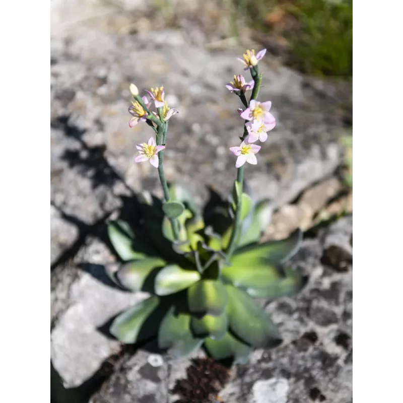 EUROPALMS Stone Rose (EVA) dirbtinis augalas, rožinis, 32cm 82530572