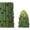 EUROPALMS Mexican Cactus dirbtinis augalas, žalias, 117cm 82801071