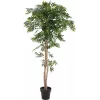 EUROPALMS Ficus Longifolia dirbtinis augalas, 165 cm 82506350
