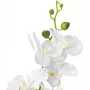 EUROPALMS Orchid dirbtinis augalas, baltas, 80cm (82530362)