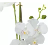 EUROPALMS Orchid dirbtinis augalas, baltas, 80cm (82530362)