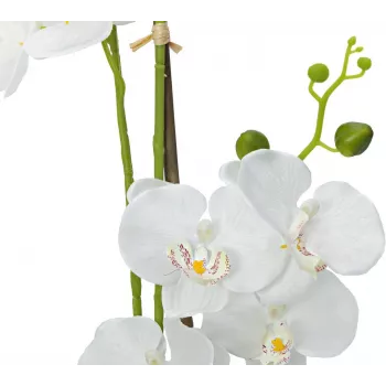 EUROPALMS Orchid dirbtinis augalas, baltas, 80cm (82530362)