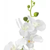 EUROPALMS Orchid dirbtinis augalas, baltas, 80cm (82530362)
