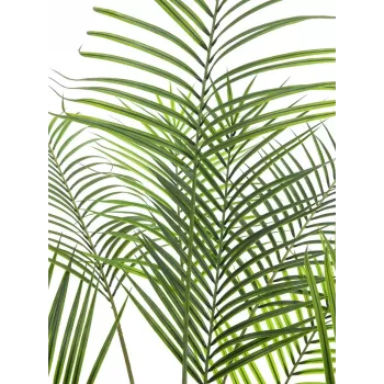 EUROPALMS Großblatt-Areca dirbtinė Areca palmė, 185 cm (82509442)