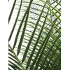 EUROPALMS Phoenix Palm Deluxe dirbtinis augalas 220cm 82509722