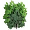 EUROPALMS dirbtinė Ficus Benjamina šakelė, 12 vienetų rinkinys 82506101