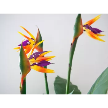 EUROPALMS Strelitzia dirbtinis augalas, 90 cm 82540502