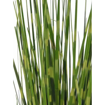 EUROPALMS Zebra Grass dirbtinė žolė, 90 cm, 82505863