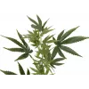 EUROPALMS Dirbtinė kanapių šakelė, 90cm, žalia 82506699