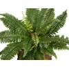 EUROPALMS Boston Fern dirbtinis augalas, 53cm, žalias 82519934