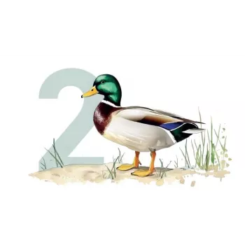 Ollo Cat Pouch No. 2 Duck 85 g – Pilnavertis šlapias maistas padaže
