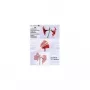Olympia 9178 laminavimo kišenės A6, skaidrios, 100 vienetų, 80 mikronų